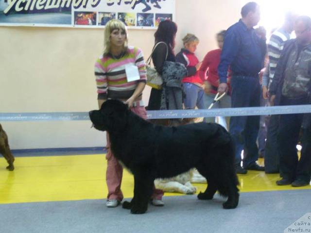 Фото: ньюфаундленд Супер Бизон Армани (Super Bizon Armani)