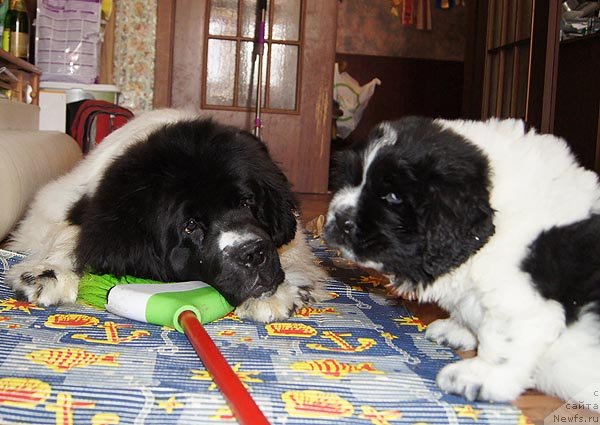 Фотография № 60384