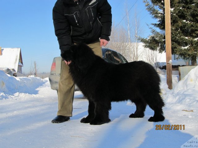 Фото: ньюфаундленд Их Высочество Владлена Маджикс