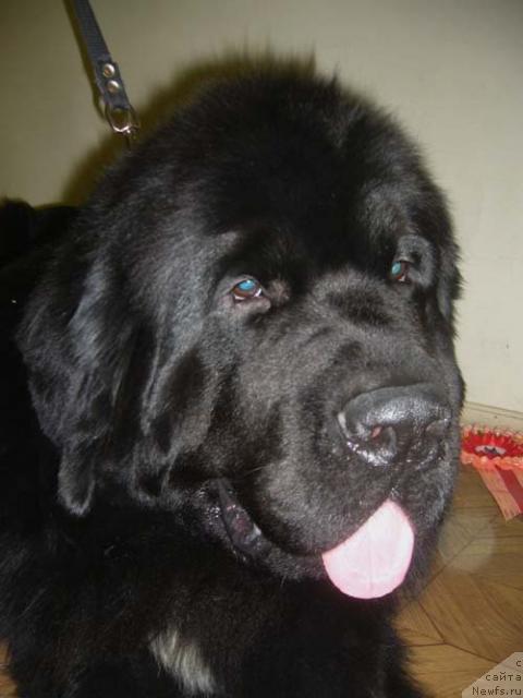 Фото: ньюфаундленд Супер Бизон Армани (Super Bizon Armani)