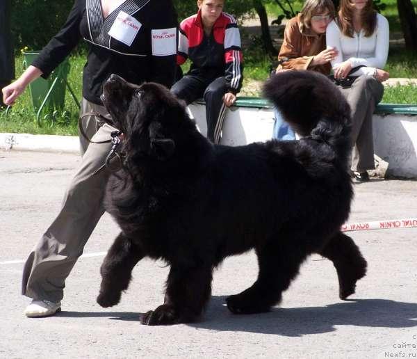 Фото: ньюфаундленд Акванавт из Тихого Омута (Akvanavt iz Tihogo Omuta)