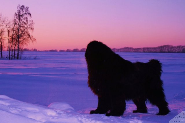 Фото: ньюфаундленд Ермак из Царства Медведей