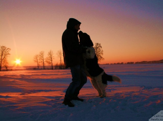 Фото: ньюфаундленд Фиаметтахауз Мартини Бьянка (Fiamettahauz Martini Bianka)