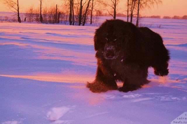 Фото: ньюфаундленд Ермак из Царства Медведей
