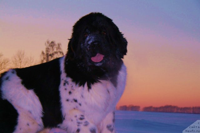 Фото: ньюфаундленд Фиаметтахауз Мартини Бьянка (Fiamettahauz Martini Bianka)