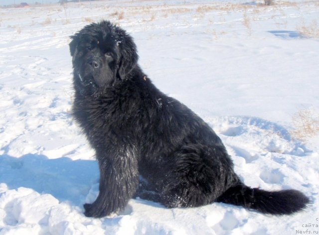 Фотография № 60415