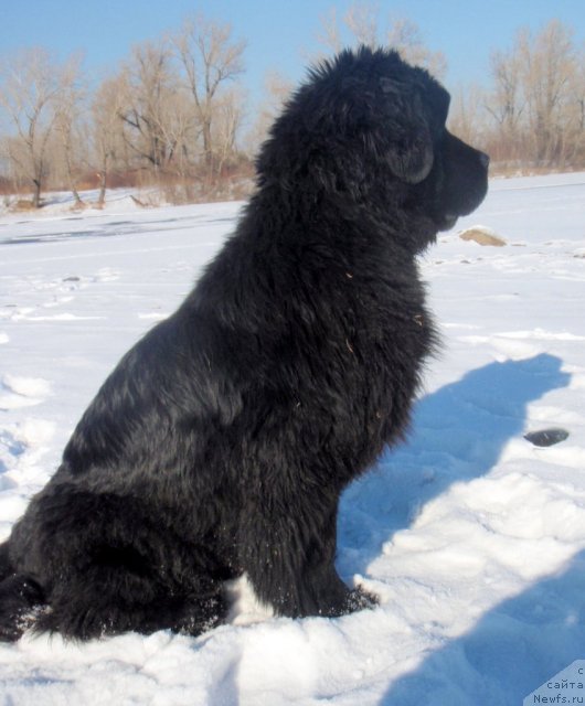 Фото: ньюфаундленд Нэйче  Вивид из Медвежьего Яра