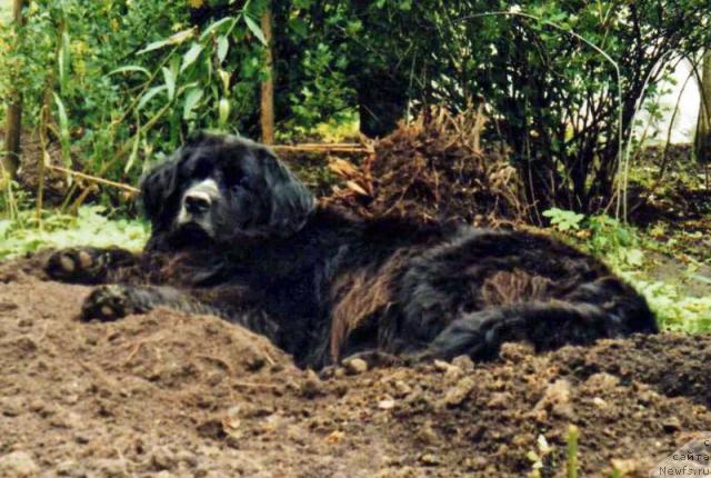 Фото: ньюфаундленд Эльлор Лоренс