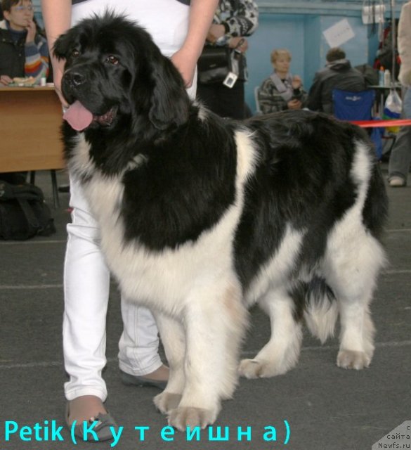 Фото: ньюфаундленд Супер Премиум Жрица Звезд (Super Premium Zhritsa Zvezd)