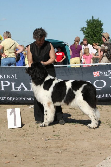 Фото: ньюфаундленд Даанич Щецинская Душечка (Daanich Schetsinskaya Dushechka)