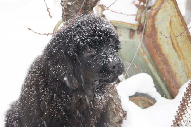 Фото: ньюфаундленд Акватория Келвин Оут оф зе Блю (Aquatoriya Kelvin Out of The Blue)