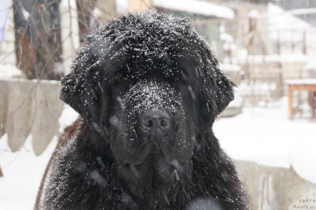 Фото: ньюфаундленд Акватория Келвин Инспирит Лайф (Aquatoriya Kelvin Inspirit Life)