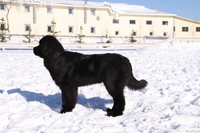 Фото: ньюфаундленд Рестайлинг Фром Шипмэн