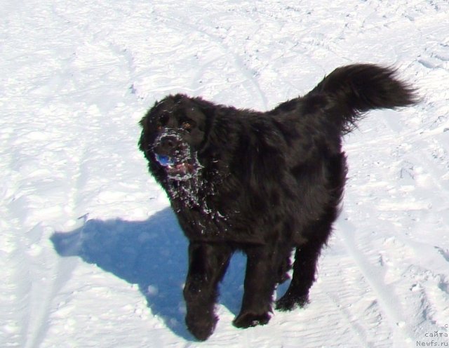 Фото: ньюфаундленд Колдовская Любовь