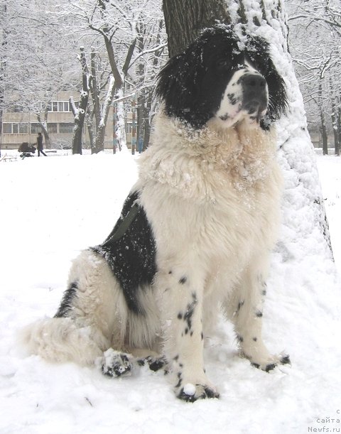 Фото: ньюфаундленд Ла Бель Мишель (La Belle Michaela)