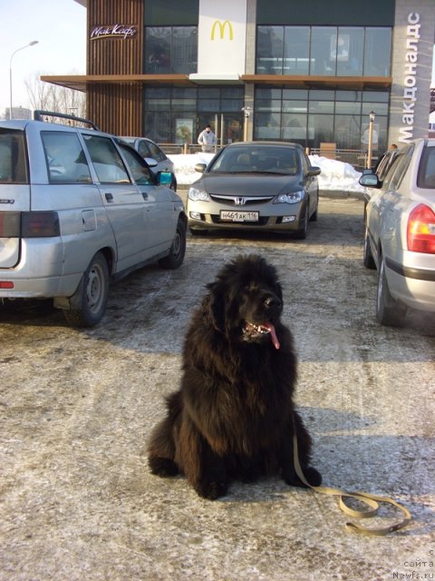 Фото: ньюфаундленд Барышня