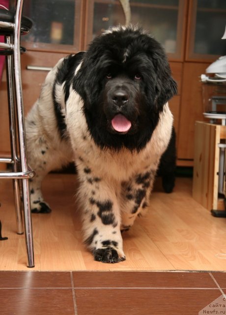 Фото: ньюфаундленд Аквиан Сонг Зеро Гравити (Akvian Song Zero Graviti)