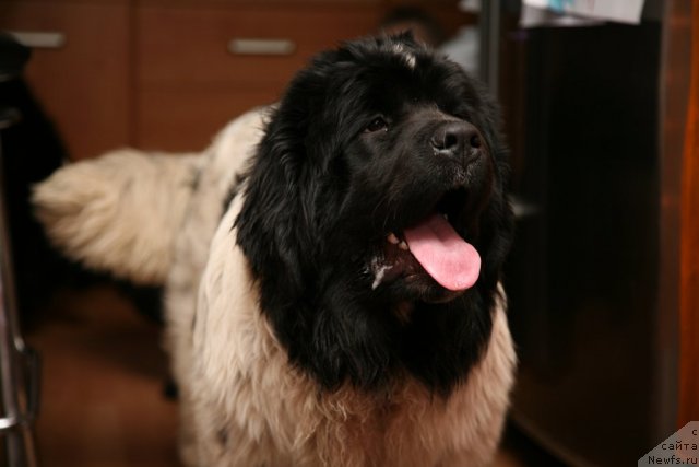 Фото: ньюфаундленд Аквиан Сонг Зеро Гравити (Akvian Song Zero Graviti)