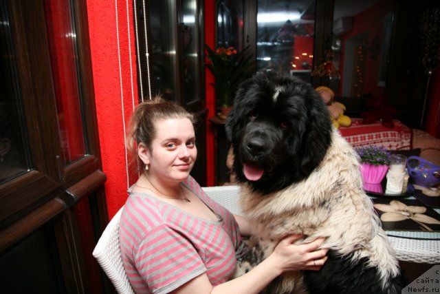 Фото: ньюфаундленд Аквиан Сонг Зеро Гравити (Akvian Song Zero Graviti), Елена Розенфельд