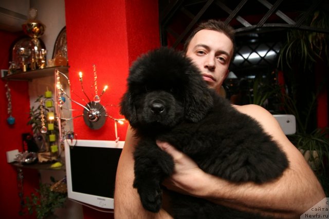 Фото: ньюфаундленд Сент Джонс Хендсел фо Ми (Sent Djons Handsel for Me), Александр Розенфельд