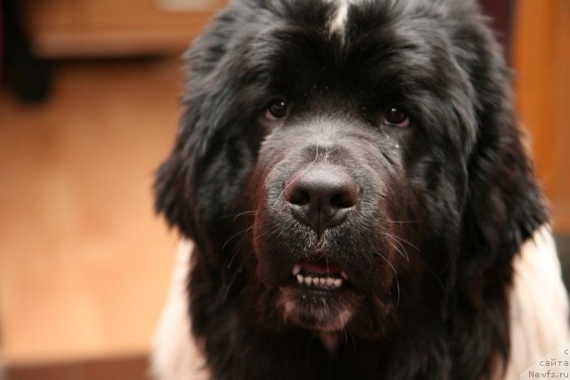 Фото: ньюфаундленд Аквиан Сонг Зеро Гравити (Akvian Song Zero Graviti)