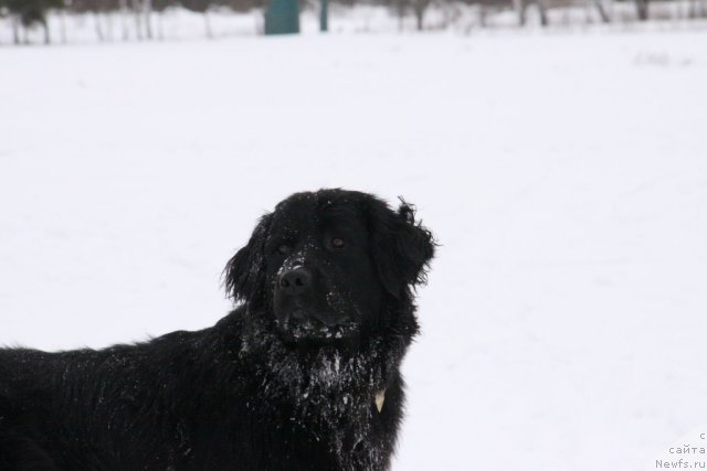 Фото: ньюфаундленд Бонни Флайт