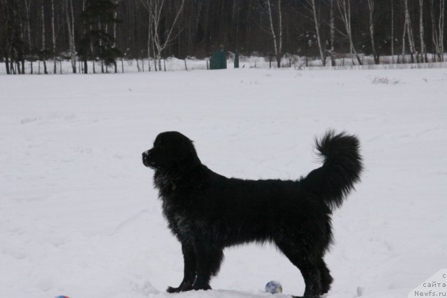 Фото: ньюфаундленд Бонни Флайт