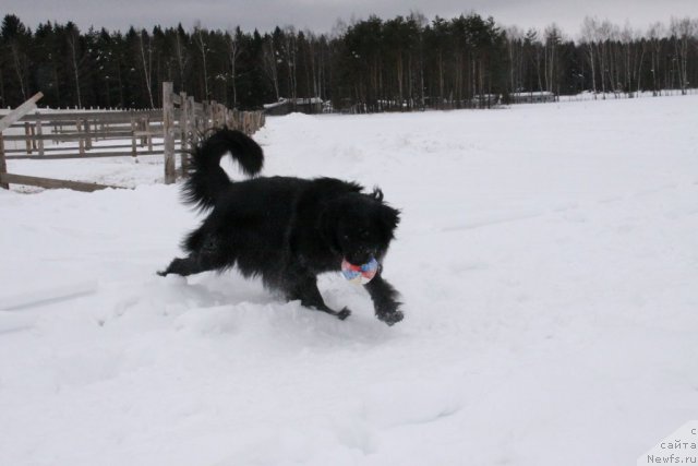 Фото: ньюфаундленд Бонни Флайт