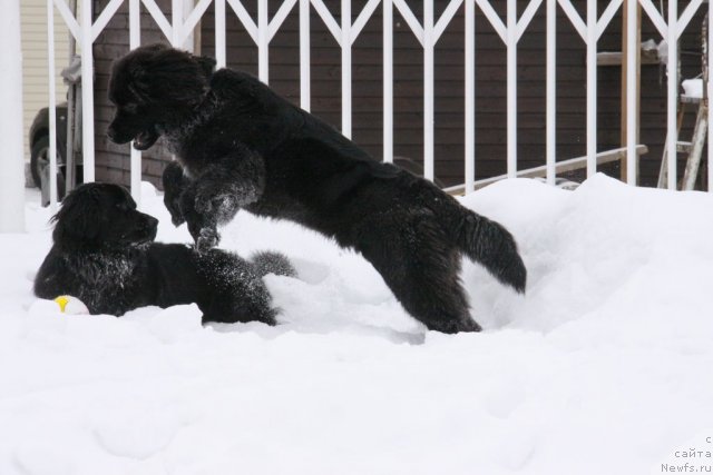 Фото: ньюфаундленд Бонни Флайт, ньюфаундленд Рестайлинг Фром Шипмэн