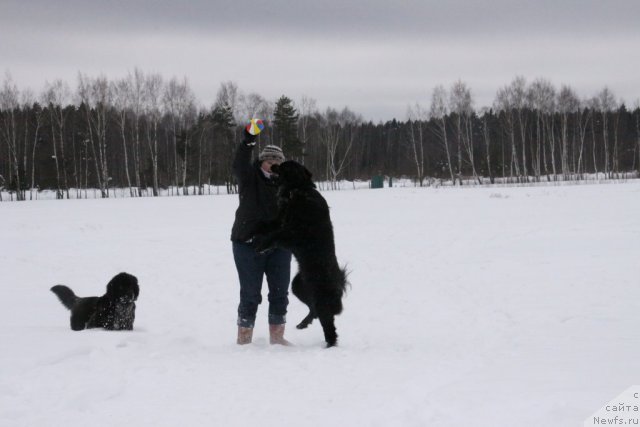 Фото: ньюфаундленд Бонни Флайт, ньюфаундленд Рестайлинг Фром Шипмэн, Елена Шигаль