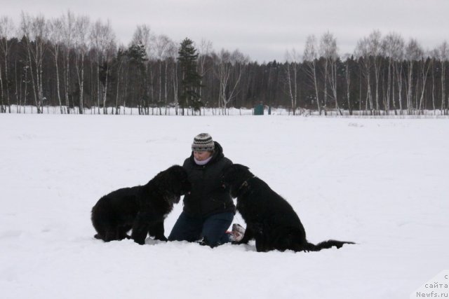 Фото: ньюфаундленд Бонни Флайт, ньюфаундленд Рестайлинг Фром Шипмэн, Елена Шигаль