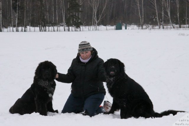 Фото: ньюфаундленд Бонни Флайт, ньюфаундленд Рестайлинг Фром Шипмэн, Елена Шигаль