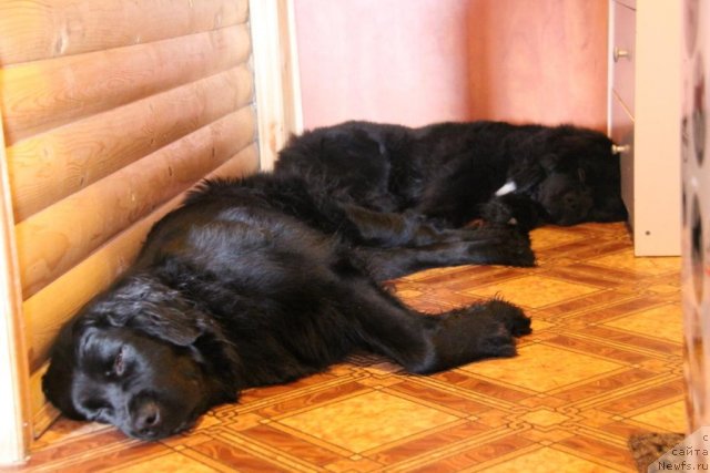 Фото: ньюфаундленд Бонни Флайт, ньюфаундленд Рестайлинг Фром Шипмэн