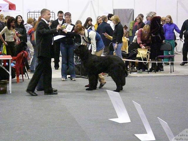 Фото: ньюфаундленд Сент Джонс Круиз (Sent Djons Kruiz)