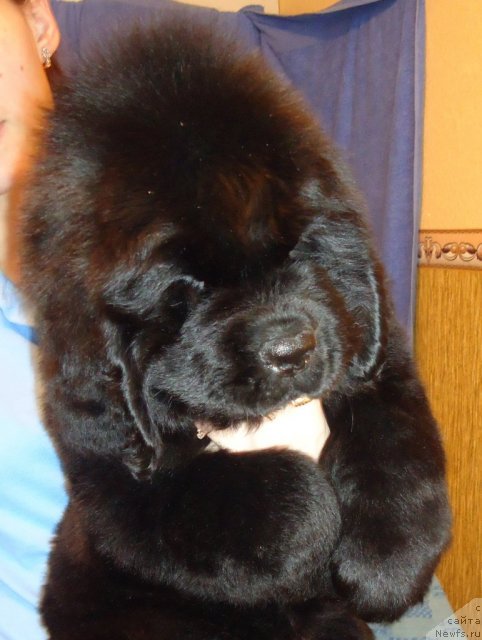 Фото: ньюфаундленд Уютная Долина Бассинда Гламур Лэйди