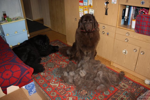 Фото: ньюфаундленд Черный Шарм Ангельская Красота (Chernyi Sharm Angel'skaya Krasota), ньюфаундленд Чанси из Золотого Треугольника