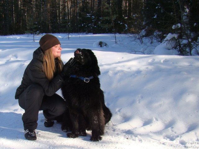 Фото: ньюфаундленд Супер Бизон Дека