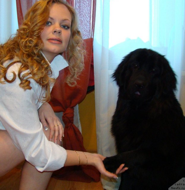 Фото: ньюфаундленд Супер Бизон Дека, Алёна Щелконогова