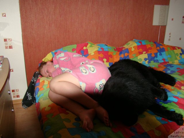 Фото: ньюфаундленд Супер Бизон Дека, Алёна Щелконогова