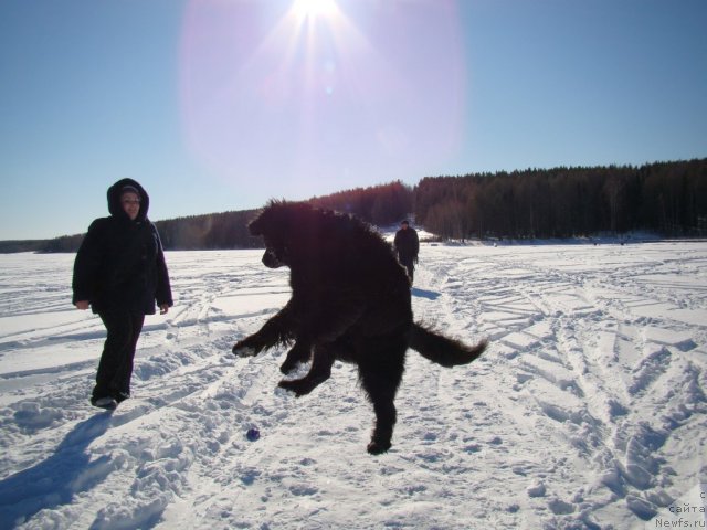 Фото: ньюфаундленд Супер Бизон Дека, ньюфаундленд Колдовская Любовь, Екатерина Жиронкина