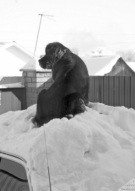 Фото: ньюфаундленд Изумрудная Лагуна Аргона