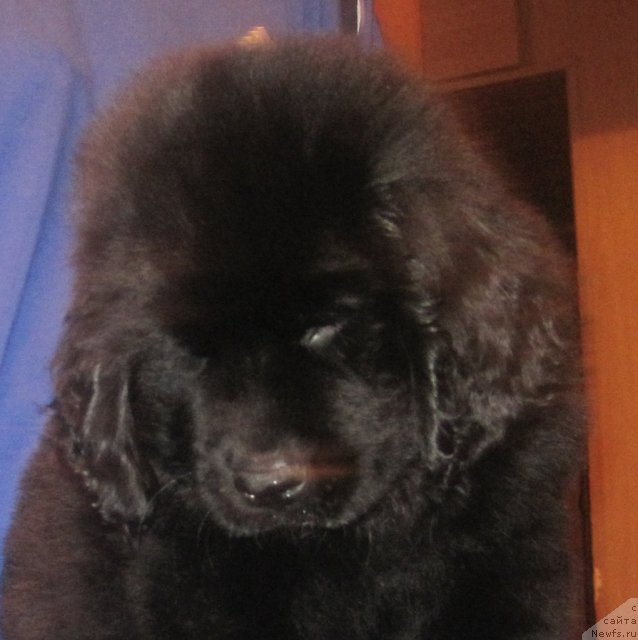 Фото: ньюфаундленд Уютная Долина Блэк Даймонд Велинда (Uyutnaya Dolina Black Diamond Velinda)