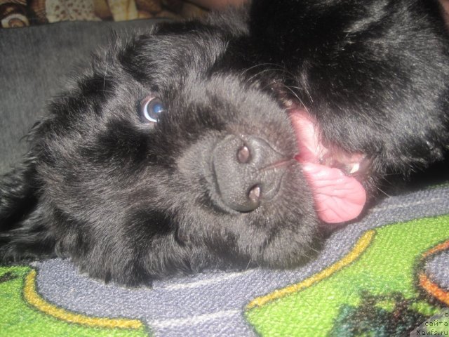 Фото: ньюфаундленд Уютная Долина Блэк Даймонд Велинда (Uyutnaya Dolina Black Diamond Velinda)