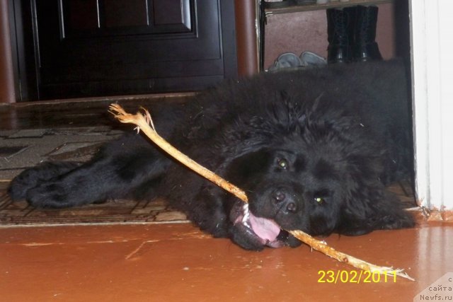 Фото: ньюфаундленд Смигар Волна Успеха