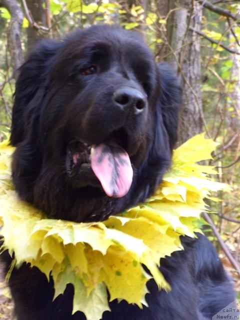 Фото: ньюфаундленд Лесная Сказка Лунная Соната