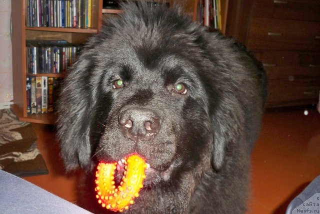 Фото: ньюфаундленд Смигар Волна Успеха