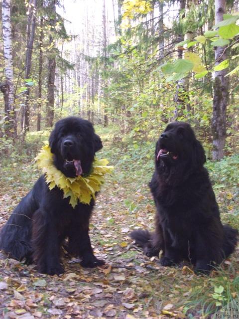 Фото: ньюфаундленд Акин Соул София, ньюфаундленд Лесная Сказка Лунная Соната