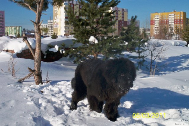 Фото: ньюфаундленд Смигар Волна Успеха