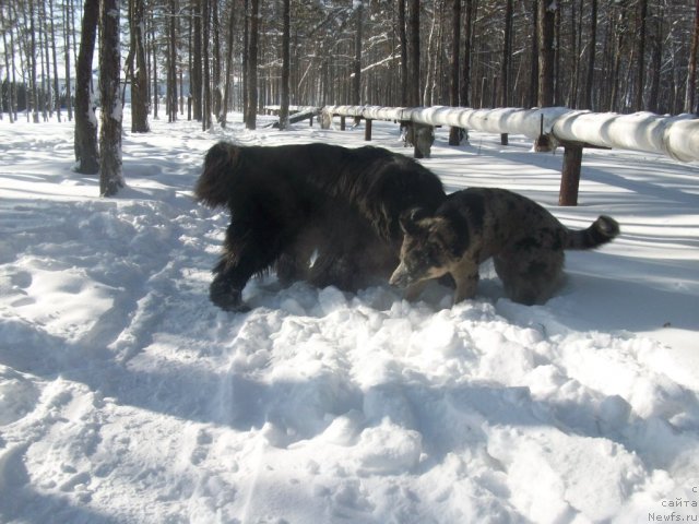 Фото: ньюфаундленд Карат из Медвежьего Яра (Karat iz Medvejyego Yara)