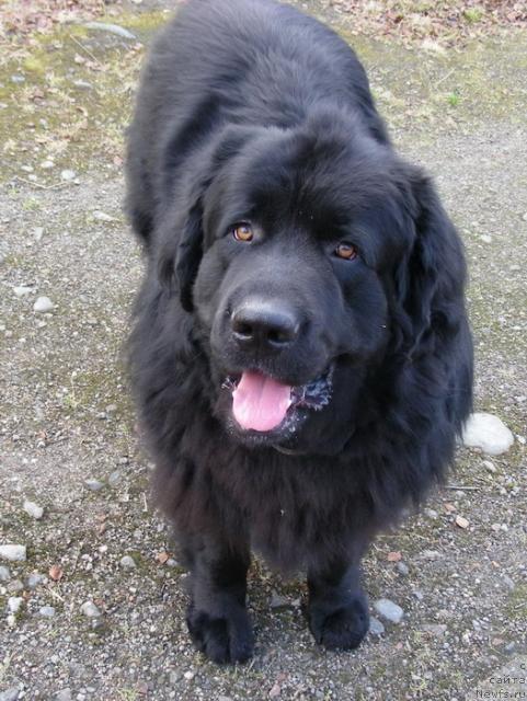 Фото: ньюфаундленд Нью Спейс Блю Оушен